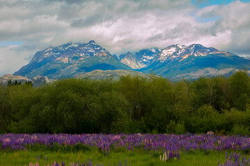 Mountains with colored flowers and trees in Trevelin, Chubut - Patagonia Argentina.
