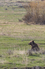 Grizzly Bear in Yellowstone National Park in Springtime