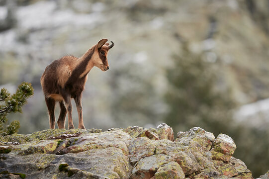Wild brown goat on rocky cliff in nature