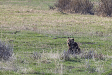 Grizzly Bear in Yellowstone National Park in Springtime