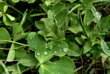 A group of leaves of Pamplina de agua with raindrops