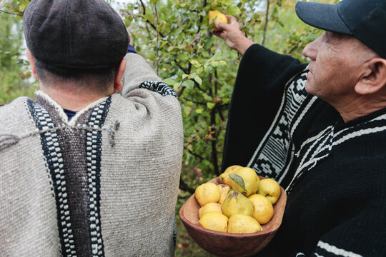 Focused men collecting fruits in garden