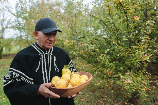 Calm senior man with ripe quinces in bowl