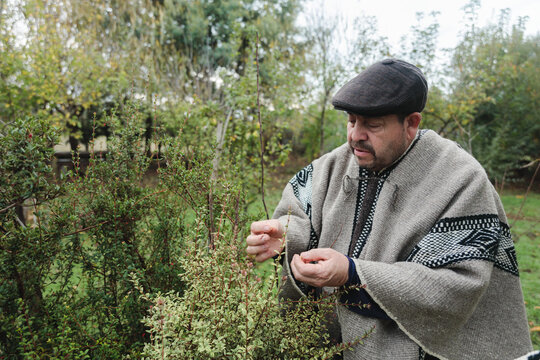 Serious mature man examining plant in garden