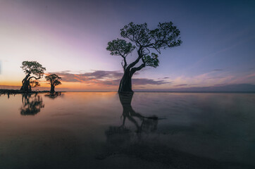 The Mangroves of Walakiri Beach, Sumba Island, Indonesia during sunset and low tide in soft light. Called Dancing trees.