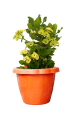 Yellow Euphorbia milli or Crown of Thorns flower in brown plastic pot isolated on white background...