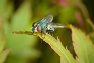 Fototapeta premium colorful fly on a leaf in detail