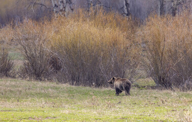 Naklejka na ściany i meble Grizzly Bear in Yellowstone National Park in Springtime