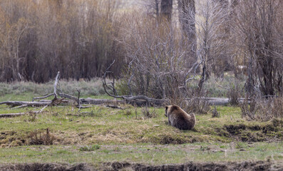 Grizzly Bear in Yellowstone National Park in Springtime