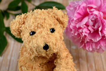 Teddy bear Pink Peony flower