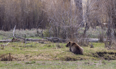 Grizzly Bear in Yellowstone National Park in Springtime