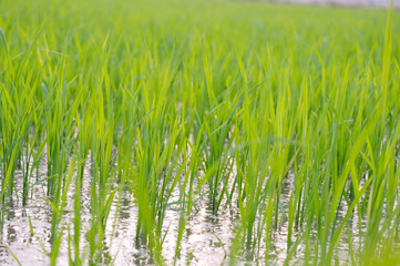 rice plant in the field.