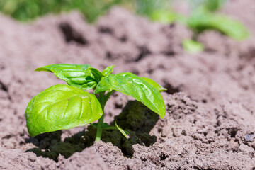 The basil plant (Ocimum basilicum). Basil seedling in the spring in the ground.
