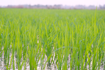 Fototapeta premium rice plant in the field.