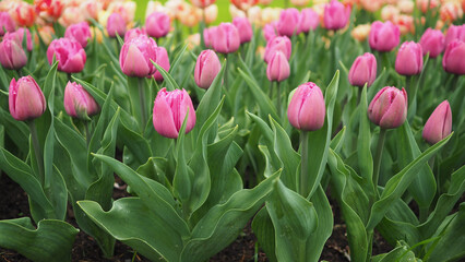 Tulip flowers species Pink Pigeon in pink color.