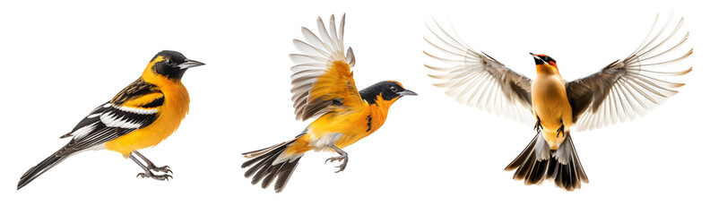 Set of  oriole bird on the transparent background PNG. AI generative. 