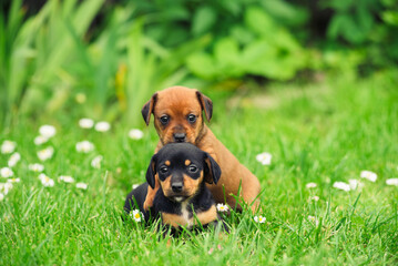 Portrait of little dachshund puppies on a green lawn