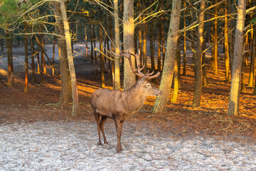 Deer male with big antlers in the natural park. Wildlife photo.