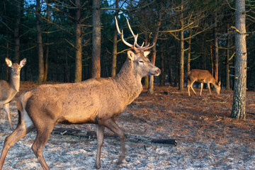 Deer male with big antlers in the natural park. Wildlife photo.