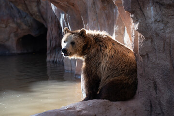 Grizzly bear in Bearizona Wildlife Park, Williams, Arizona, USA. 