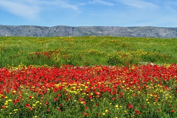 Fototapeta na wymiar Meadow with poppies and mountains in the background. Bloomin red poppies. Poppy flowers. Gargano, Italy.