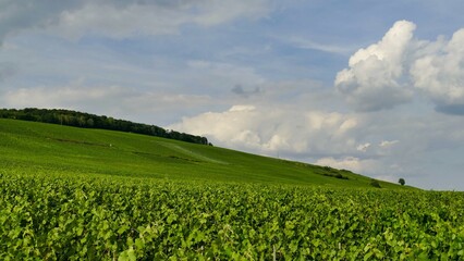 Le vignoble de Champagne à Passy-sur-Marne