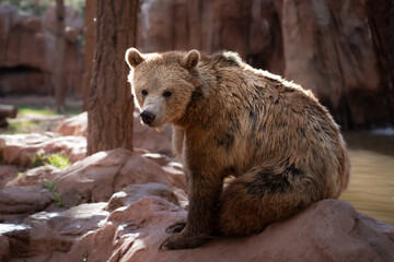 Grizzly bear in Bearizona Wildlife Park, Williams, Arizona, USA. 