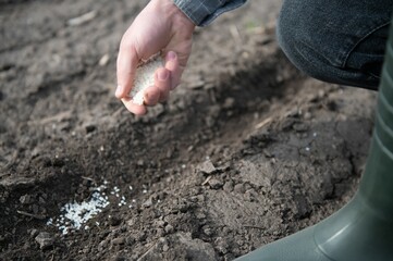 Farmer's hand planting seed in soil