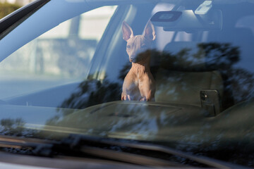 dog in the car indoors. Traveling with a pet American Hairless Terrier