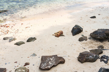 Domestic dog sleeping on the beach