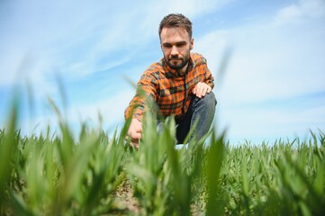 male agronomist on a green agricultural field of wheat