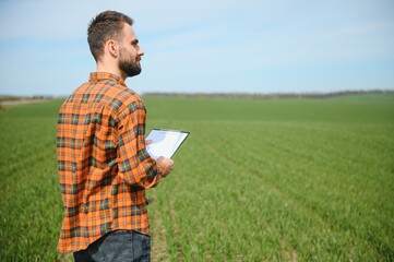 A young farmer inspects the quality of wheat sprouts in the field. The concept of agriculture.