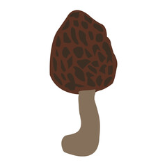 Reino Fungi Hongos comestibles colmenilla nombre científico Morchella rotunda