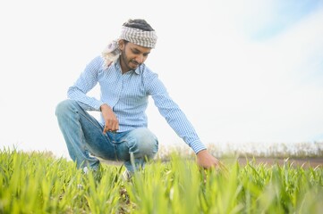 Naklejka na ściany i meble Indian farmer holding crop plant in his Wheat field