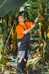 Plantation banana picker worker, migrant fruit vegetable grower.