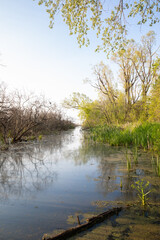 Fototapeta na wymiar Marsh habitat in Pelee National Park in Ontario on a spring day in soft early morning light