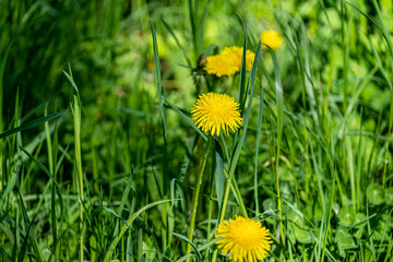 uncut lawn, dandelions in tall green grass, yellow flowers in tall uncut grass