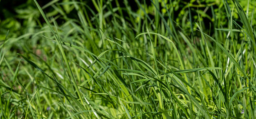 lawn grass grows as it wants, the grass is not cut, the grass has grown tall