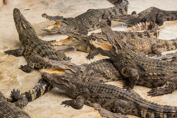 Crocodiles bask in the sun. Crocodiles in the pond. Crocodile farm. Cultivation of...