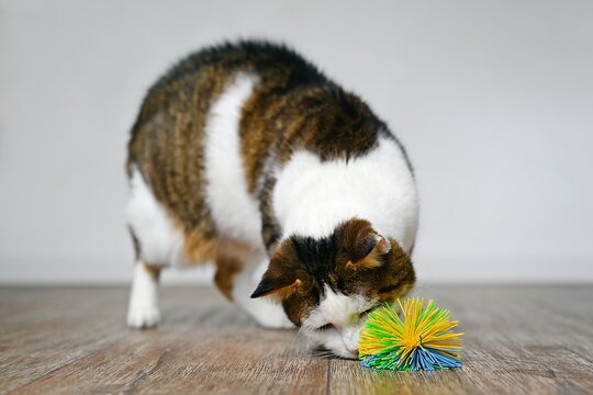 Cute tabby cat looking curious  to a toy ball on the floor,