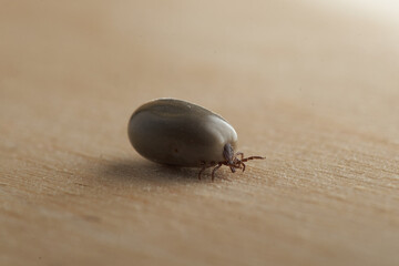 Massive Huge Big Tick on wooden board close up