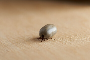 Massive Huge Big Tick on wooden board close up