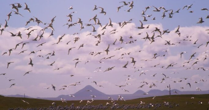 Large seagull flock flying in slow motion, vintage film, Reykjavik Iceland