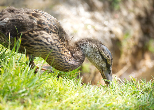 Close up mallard duckling pecking the grass with forest bokeh