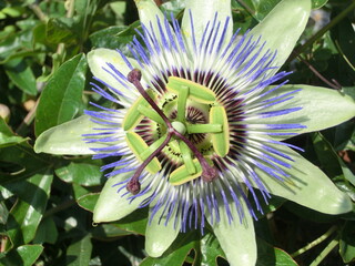 Passiflore