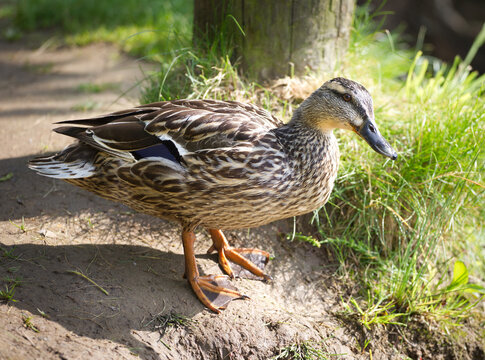 Female mallard looking intently at photographer, profile view, detailed