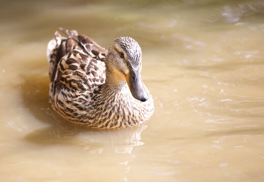 Stylish duck in the pond, female mallard creamy background