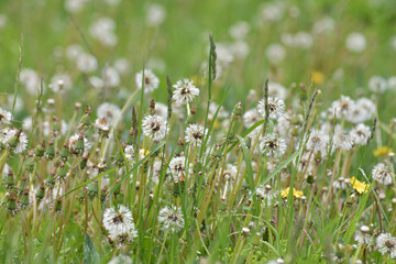 Fototapeta premium Rain wet white dandelions in a meadow