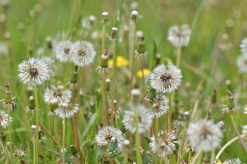 Rain wet white dandelions in a meadow