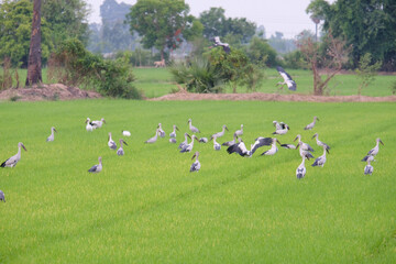 rice fields with flocks of birds.